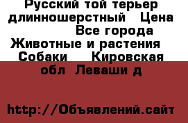 Русский той-терьер длинношерстный › Цена ­ 7 000 - Все города Животные и растения » Собаки   . Кировская обл.,Леваши д.